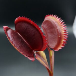 Il s'agit d'une dionaea muscipula red piranha x sawtooth de couleur rouge vive, c'est une plante carnivore.