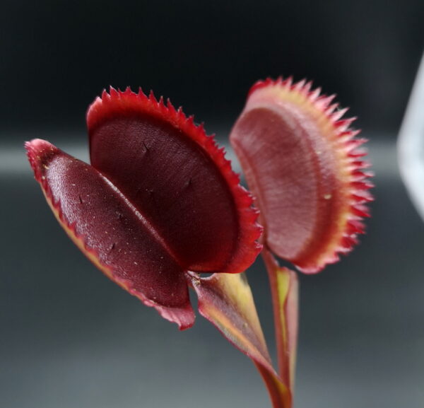 Il s'agit d'une dionaea muscipula red piranha x sawtooth de couleur rouge vive, c'est une plante carnivore.