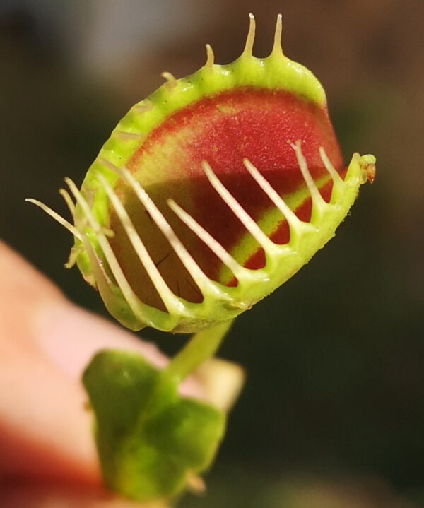 Dionaea funnel trap est une plante carnivore avec des pièges qui ont une forme de mâchoire et des dents.