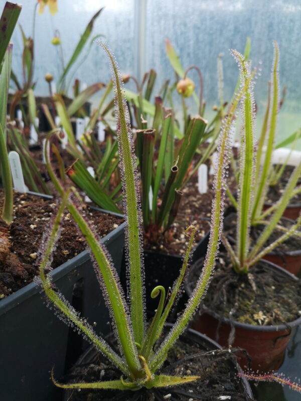 Il s'agit d'une plante carnivore de type drosera regia, elle utilise des pièges de goutelettes collantes pour capturer de petits insectes