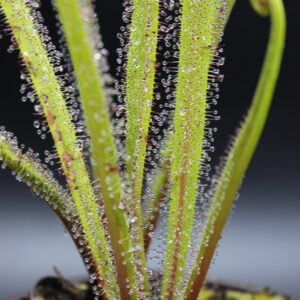 Il s'agit d'une plante carnivore de type drosera regia, elle utilise des pièges de goutelettes collantes pour capturer de petits insectes