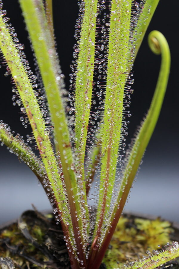 Il s'agit d'une plante carnivore de type drosera regia, elle utilise des pièges de goutelettes collantes pour capturer de petits insectes