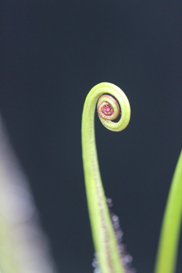 Il s'agit d'une plante carnivore de type drosera regia, elle utilise des pièges de goutelettes collantes pour capturer de petits insectes