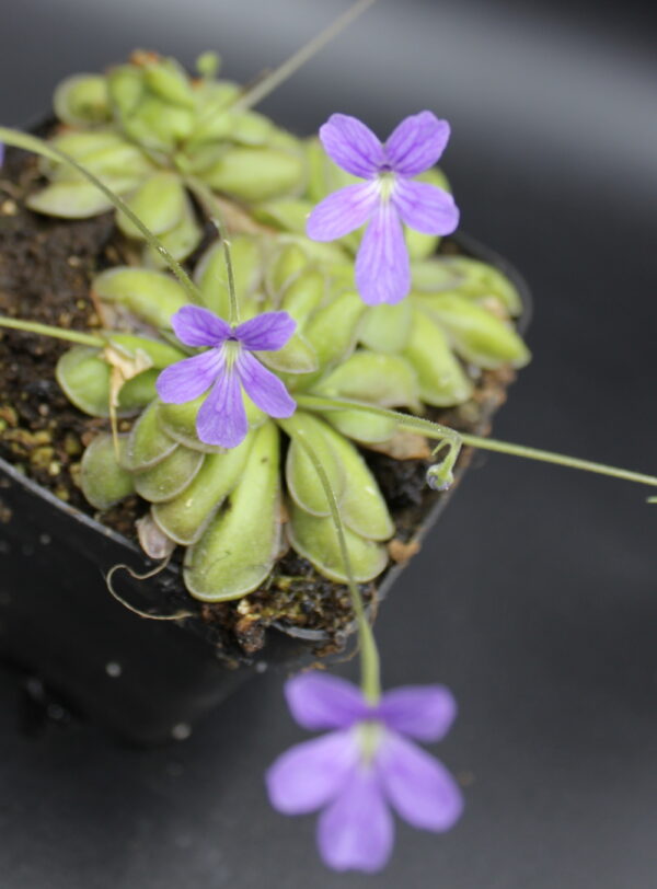 Il s'agit d'une fleur de plante carnivore de type pinguicula cyclosecta x emarginata, elle est violette.