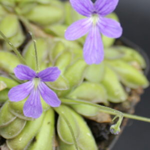 Il s'agit d'une fleur de plante carnivore de type pinguicula cyclosecta x emarginata, elle est violette.