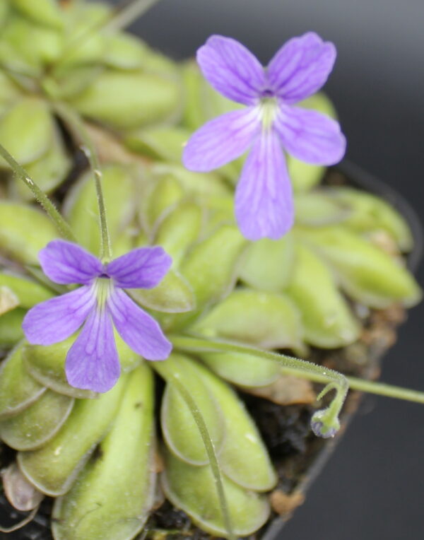 Il s'agit d'une fleur de plante carnivore de type pinguicula cyclosecta x emarginata, elle est violette.