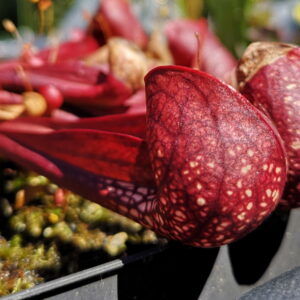 Il s'agit d'une plante carnivore de type S. Psittacina (S.P01, Plantes-Insolites), elle est rouge et possège une forme de bec de perroquet.