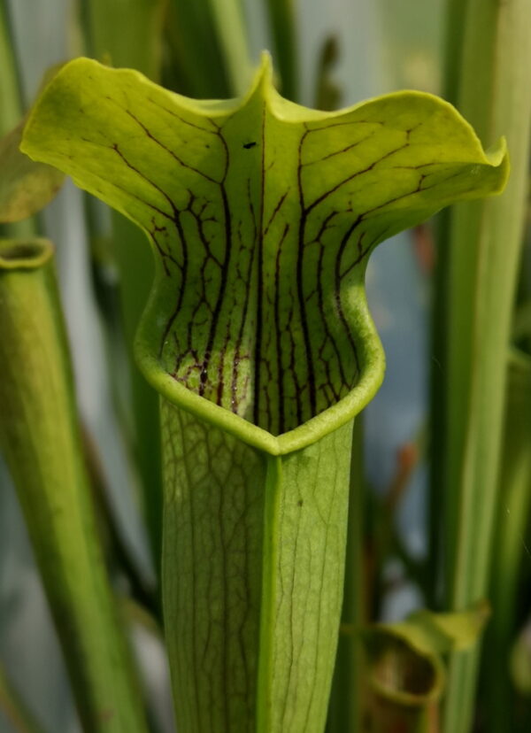 Il s'agit d'une plante carnivore de type sarracenia, elle est de couleur verte avec des veines foncées