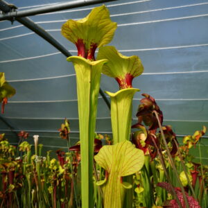 Il s'agit d'une plante carnivore de type Sarracenia 'Brooks’ Hybrid' -- Tall pitchers to 3 12 feet. Possibly one of the tallest Sarracenia clones. (H7, MK) (S.X01, Plantes-Insolites), elle est très grand, rouge et verte.