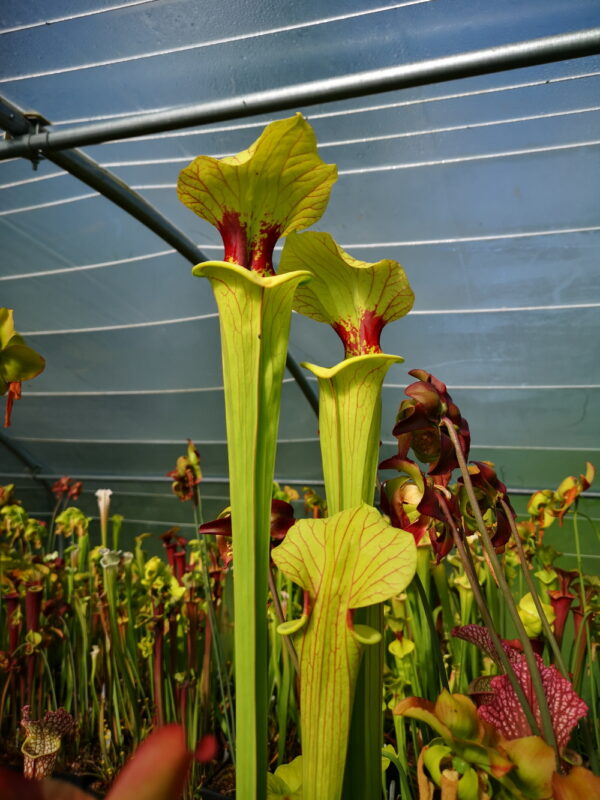 Il s'agit d'une plante carnivore de type Sarracenia 'Brooks’ Hybrid' -- Tall pitchers to 3 12 feet. Possibly one of the tallest Sarracenia clones. (H7, MK) (S.X01, Plantes-Insolites), elle est très grand, rouge et verte.