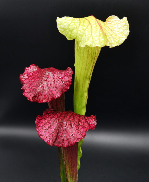 C'est une plante carnivore de type Sarracenia 'Chris' (S.X116, Plantes-Insolites)