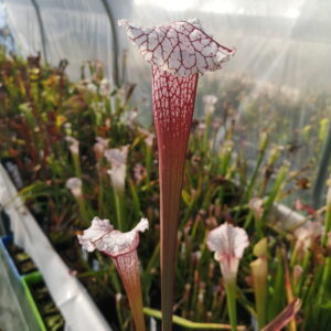 Il s'agit d'une plante carnivore de type Sarracenia Pink Thing (ipx82) (S.X42, Plantes-Insolites).