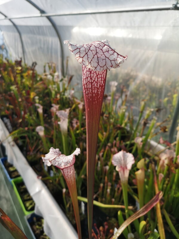 Il s'agit d'une plante carnivore de type Sarracenia Pink Thing (ipx82) (S.X42, Plantes-Insolites).