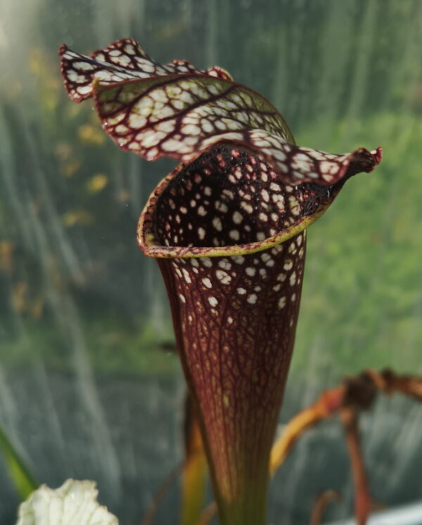 il s'agit d'une plante carnivore de type Sarracenia S. alata – Black Tube, Pubescent – DeSoto, Mississippi (ipA09) X S .leucophylla ‘Cronus’“Titan” (ipL28) (S.X79, Plantes-Insolites).