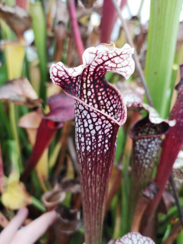 il s'agit d'une plante carnivore de type Sarracenia S. alata – Black Tube, Pubescent – DeSoto, Mississippi (ipA09) X S .leucophylla ‘Cronus’“Titan” (ipL28) (S.X79, Plantes-Insolites).