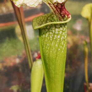 Il s'agit d'une plante carnivore de type Sarracenia (S.alata x S.leucophylla -- Red & Gold) X S.x moorei -- 'Leah Wilkerson' (BG) (SX65A, C.A.) (S.X30, Plantes-Insolites), elle est blanche et rouge