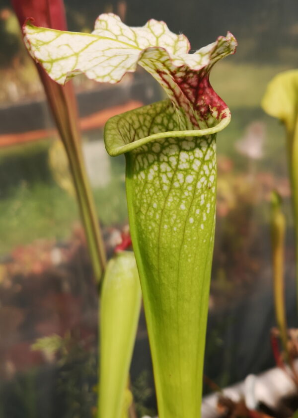 Il s'agit d'une plante carnivore de type Sarracenia (S.alata x S.leucophylla -- Red & Gold) X S.x moorei -- 'Leah Wilkerson' (BG) (SX65A, C.A.) (S.X30, Plantes-Insolites), elle est blanche et rouge