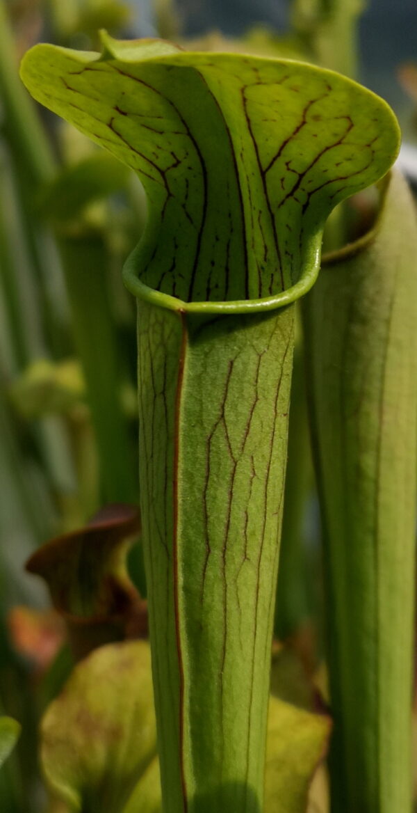 Il s'agit d'une plante carnivore de type sarracenia alata verte avec les veines foncées