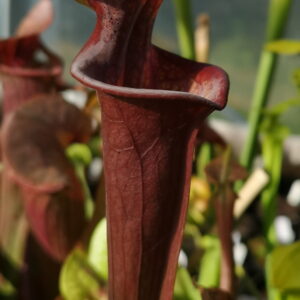 Il s'agit d'une plante carnivore de type Sarracenia flava var. atropurpurea -- MS F130G (S.FA09, Plantes-Insolites), les pièges sont rouges.