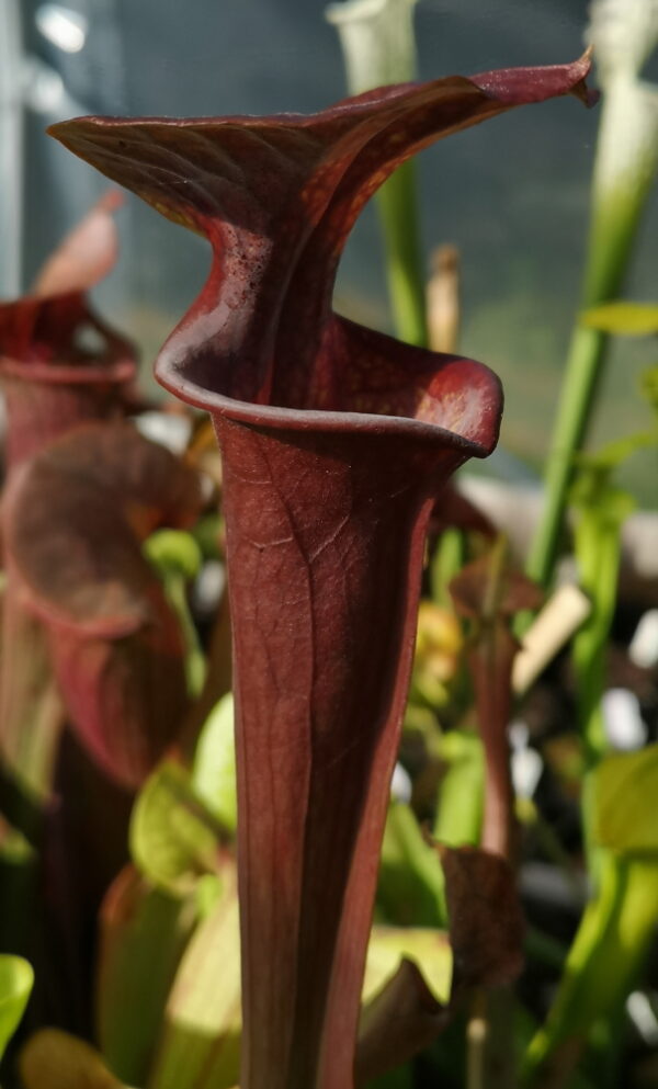 Il s'agit d'une plante carnivore de type Sarracenia flava var. atropurpurea -- MS F130G (S.FA09, Plantes-Insolites), les pièges sont rouges.