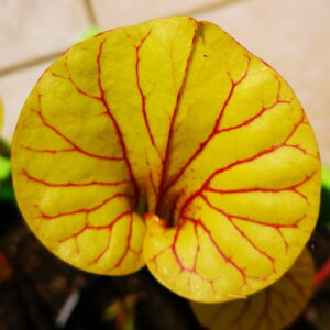 Il s(agit d'une photo de plante carnivore de type Sarracenia flava var. ornata -- Cooks Bayou, FL,(WS) F166A (S.FO11, Plantes-Insolites), c'est une plante vert jaune avec des veines rouges.