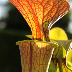 Il s'agit d'une plante carnivore de type Sarracenia flava var. ornata -- heavy vein,tube coppered (SFO01,C.A.) (S.FO06, Plantes-Insolites), elle prend une couleur orangée avec le soleil.