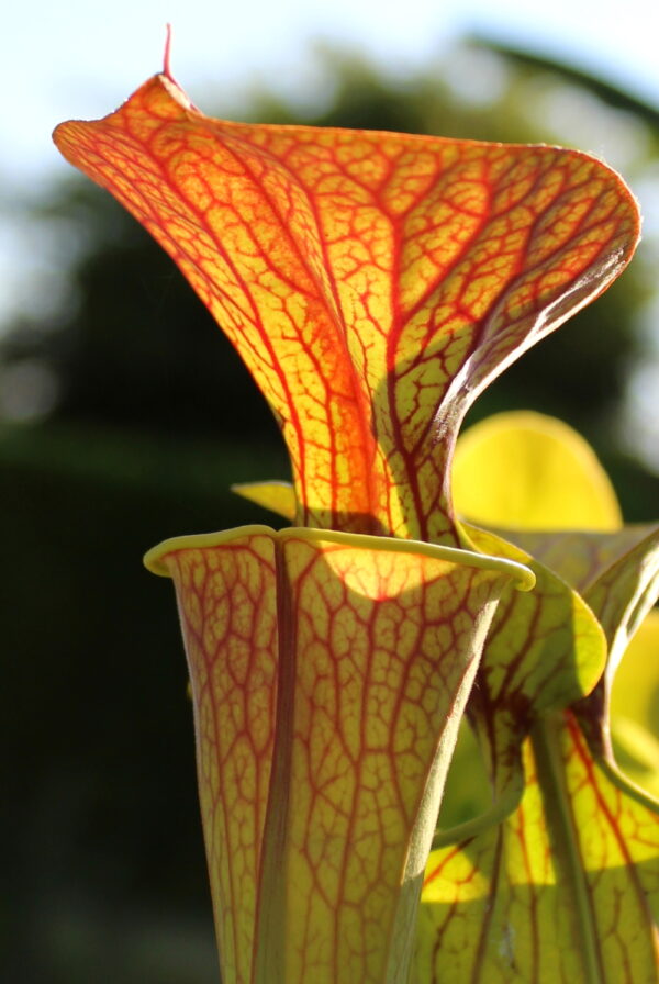 Il s'agit d'une plante carnivore de type Sarracenia flava var. ornata -- heavy vein,tube coppered (SFO01,C.A.) (S.FO06, Plantes-Insolites), elle prend une couleur orangée avec le soleil.