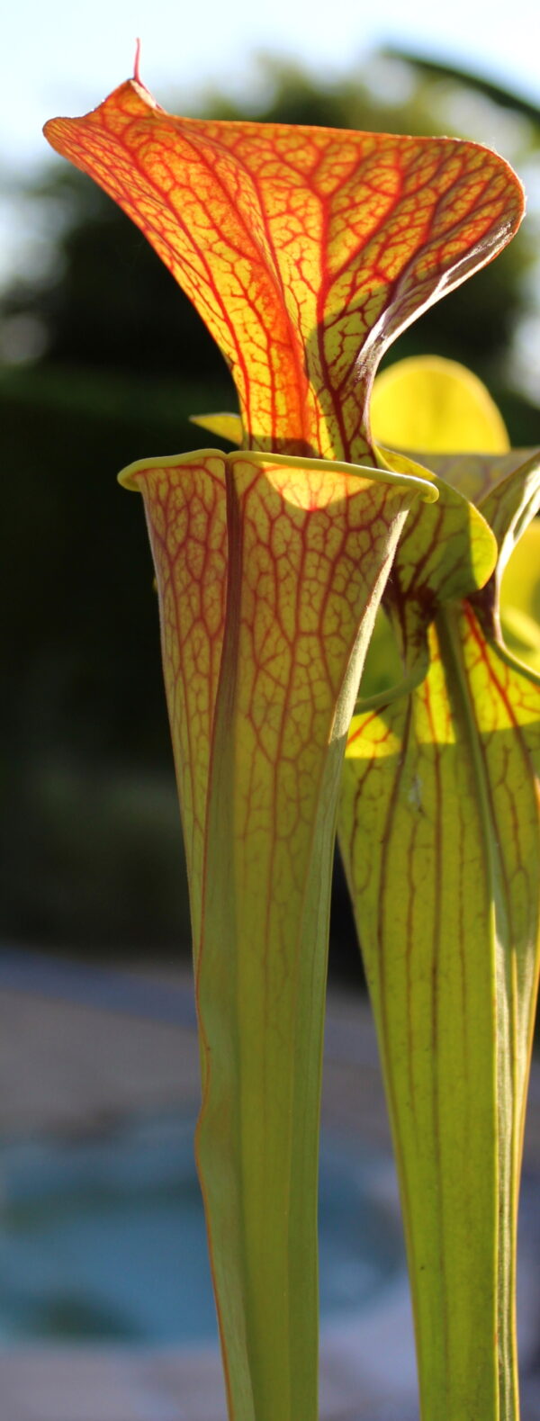 Il s'agit d'une plante carnivore de type Sarracenia flava var. ornata -- heavy vein,tube coppered (SFO01,C.A.) (S.FO06, Plantes-Insolites), elle prend une couleur orangée avec le soleil.