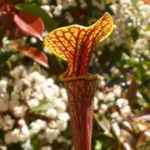 Il s'agit d'une plante carnivore de type Sarracenia flava var. ornata -- super Ornata (CK) (S.FO09, Plantes-Insolites), elle possède de nombreuses veines.