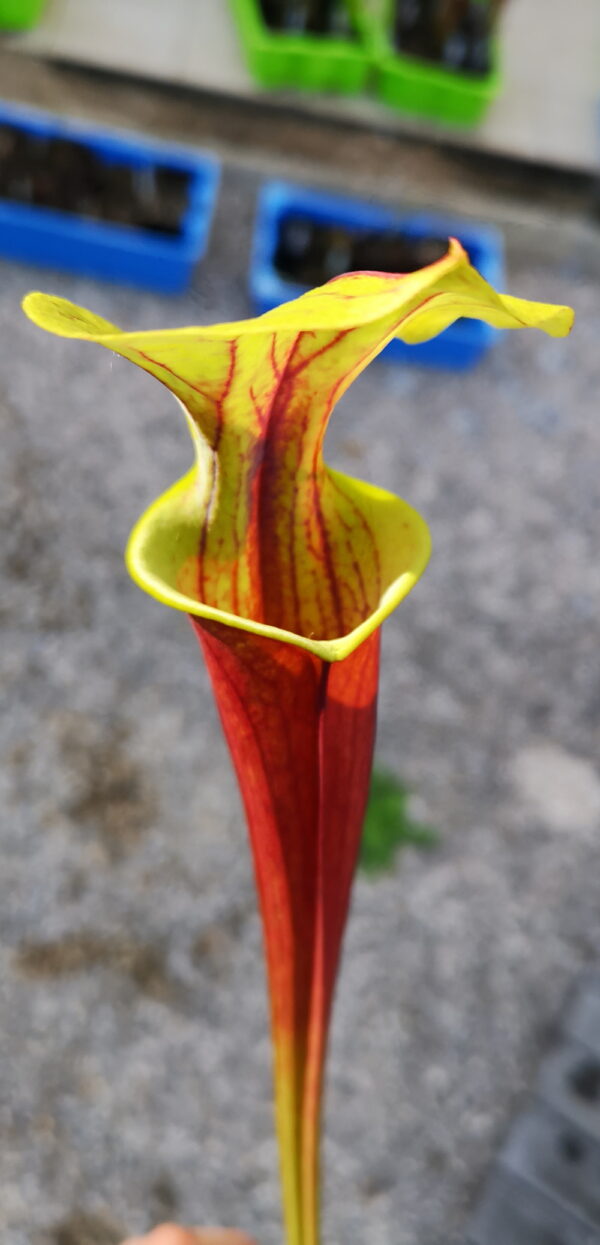 Il s'agit d'une plante carnivore de type Sarracenia flava var. rubricorpora -- (Gerd germany) (SFRB01,C.A.) (S.FBR06 Plantes-Insolites) , elle est rouge et verte.