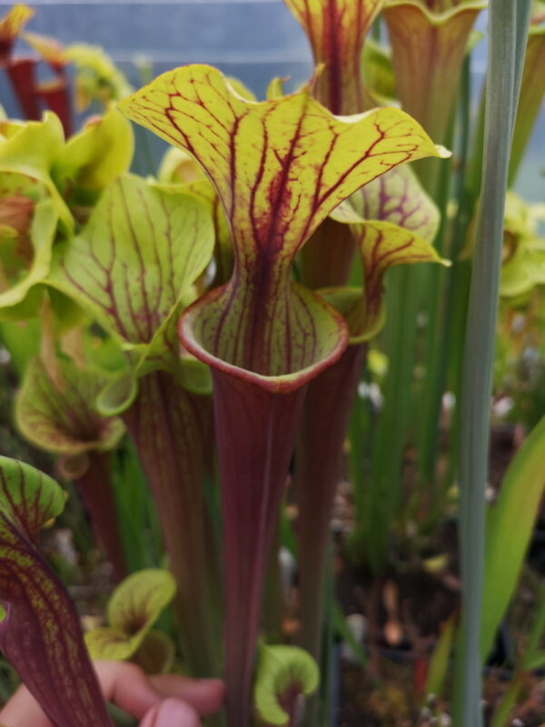 Il s'agit d'une plante carnivore de type Sarracenia flava var. rubricorpora -- (Gerd germany) (SFRB01,C.A.) (S.FBR06 Plantes-Insolites) , elle est rouge et verte.