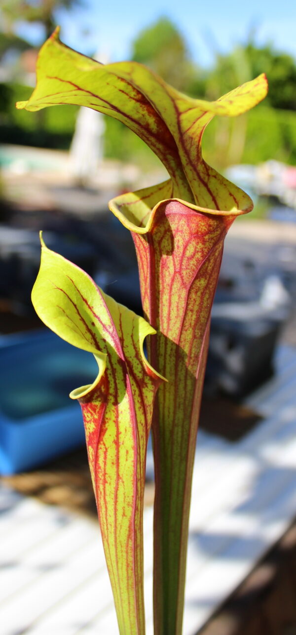 Il s'agit d'une plante carnivore de type Sarracenia flava var. rubricorpora -- Liberty Co, Florida (Very Dark) (F30,MK) (S.FRB04, Plantes-Insolites), elle possède de pièges rouges et verts