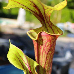 Il s'agit d'une plante carnivore de type Sarracenia flava var. rubricorpora -- Liberty Co, Florida (Very Dark) (F30,MK) (S.FRB04, Plantes-Insolites), elle possède de pièges rouges et verts