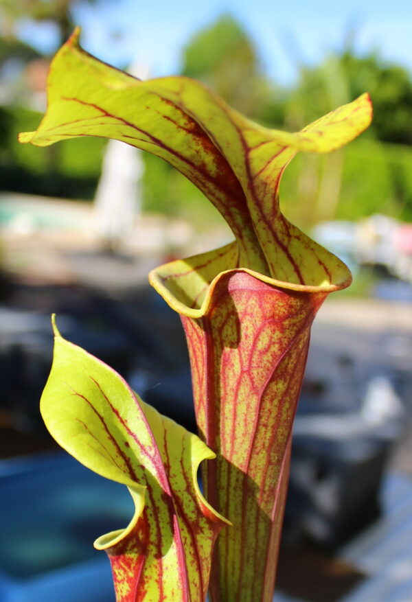 Il s'agit d'une plante carnivore de type Sarracenia flava var. rubricorpora -- Liberty Co, Florida (Very Dark) (F30,MK) (S.FRB04, Plantes-Insolites), elle possède de pièges rouges et verts