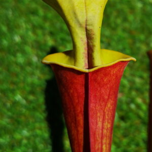 Il s'agit d'une plante carnivore de type Sarracenia flava var. rubricorpora -- red tube green lid (CK) (S.FRB08, Plantes-Insolites), elle est rouge et l'intérieur du tube est vert.