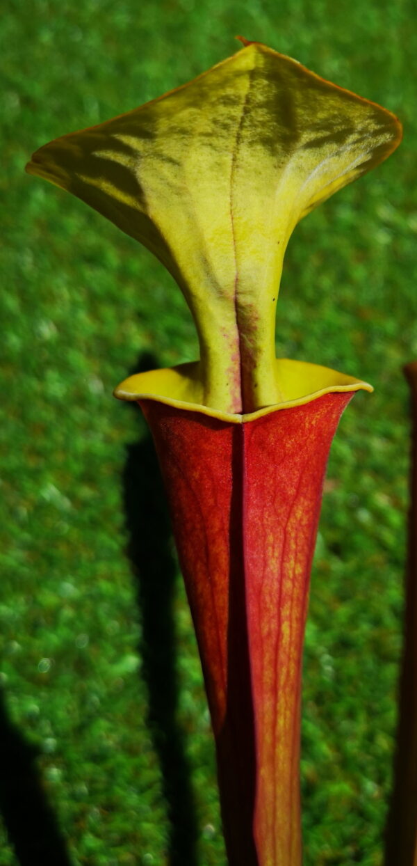 Il s'agit d'une plante carnivore de type Sarracenia flava var. rubricorpora -- red tube green lid (CK) (S.FRB08, Plantes-Insolites), elle est rouge et l'intérieur du tube est vert.