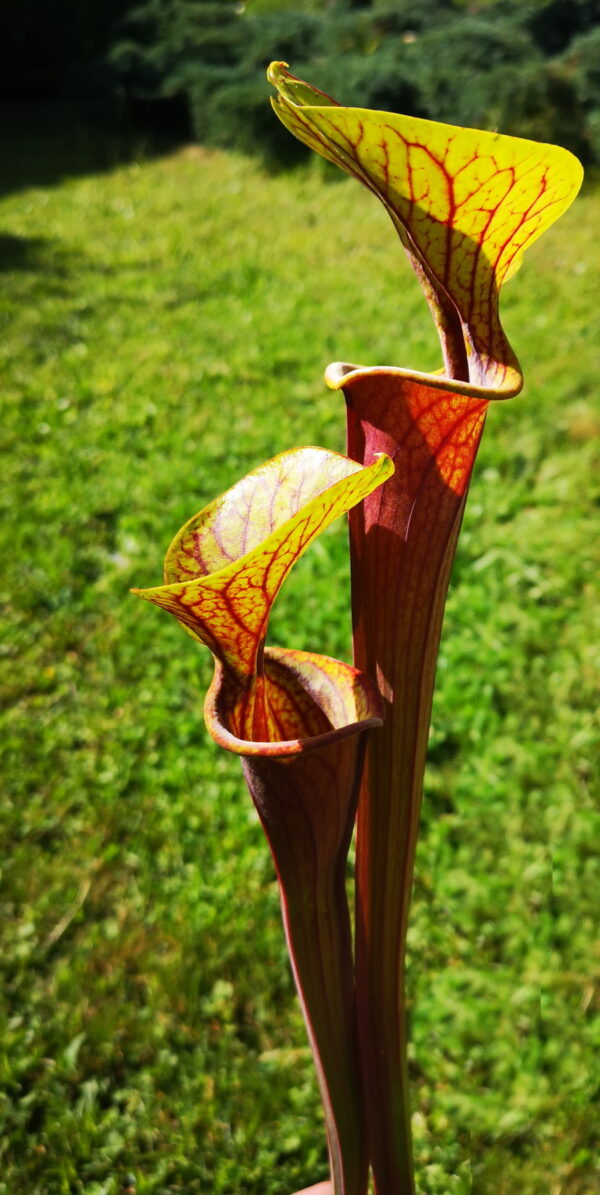 Il s'agit d'une plante carnivore de type Sarracenia flava var. rubricorpora – Bay County, Florida (ipF33a) X S. flava var. rubricorpora ‘Claret’ (ipF15) (Aidan) (S.X78, Plantes-Insolites) avec les pièges rouges et vert jaune.