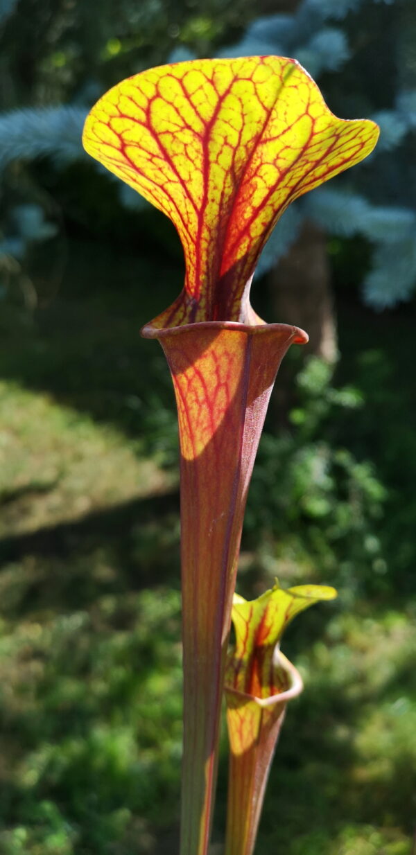 Il s'agit d'une plante carnivore de type Sarracenia flava var. rubricorpora – Bay County, Florida (ipF33a) X S. flava var. rubricorpora ‘Claret’ (ipF15) (Aidan) (S.X78, Plantes-Insolites) avec les pièges rouges et vert jaune.