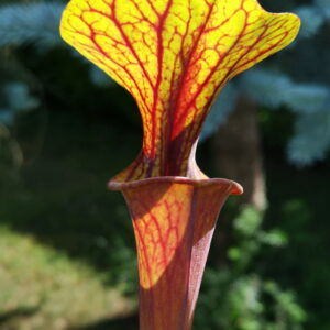 Il s'agit d'une plante carnivore de type Sarracenia flava var. rubricorpora – Bay County, Florida (ipF33a) X S. flava var. rubricorpora ‘Claret’ (ipF15) (Aidan) (S.X78, Plantes-Insolites) avec les pièges rouges et vert jaune.