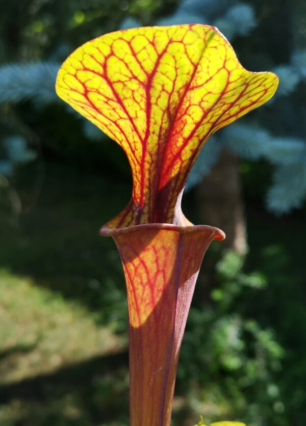 Il s'agit d'une plante carnivore de type Sarracenia flava var. rubricorpora – Bay County, Florida (ipF33a) X S. flava var. rubricorpora ‘Claret’ (ipF15) (Aidan) (S.X78, Plantes-Insolites) avec les pièges rouges et vert jaune.