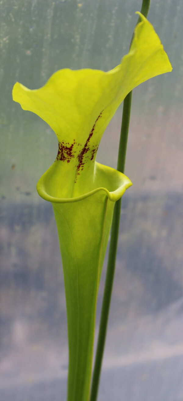 Il s'agit d'une plante carnivore de type Sarracenia flava var. rugelii -- Apalachicola National Forest, FL. Plant from a selected seedling batch from Alan Hindle. (F61,MK) (S.FR17, Plantes-Insolites), elle est verte avec une têche rouge.