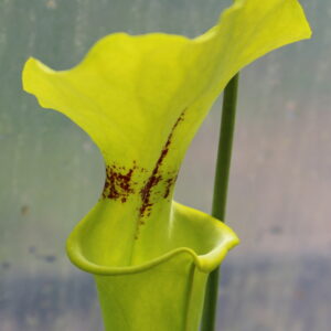 Il s'agit d'une plante carnivore de type Sarracenia flava var. rugelii -- Apalachicola National Forest, FL. Plant from a selected seedling batch from Alan Hindle. (F61,MK) (S.FR17, Plantes-Insolites), elle est verte avec une têche rouge.