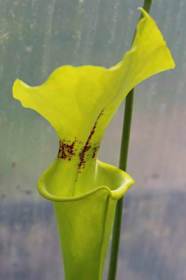 Il s'agit d'une plante carnivore de type Sarracenia flava var. rugelii -- Apalachicola National Forest, FL. Plant from a selected seedling batch from Alan Hindle. (F61,MK) (S.FR17, Plantes-Insolites), elle est verte avec une têche rouge.