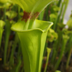 Sarracenia flava var. rugelii -- Clone 6, Milton FL (W). Has an attractive horizontal splash of colour particularly when viewed from the side.(F53,MK) (S.FR15, Plantes-Insolites)