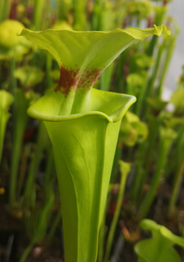 Sarracenia flava var. rugelii -- Clone 6, Milton FL (W). Has an attractive horizontal splash of colour particularly when viewed from the side.(F53,MK) (S.FR15, Plantes-Insolites)