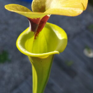 Il s'agit d'une plante carnivore de type Sarracenia flava var. rugelii -- Copper tinged in early growth. 1 plant discovered near Milton, Florida has a copper tint to the emerging growth (W). (F17,MK) (S.FR10, Plantes-Insolites), c'est une plante verte avec une tâche rouge qui possède un opercule bronze sur le dessus.