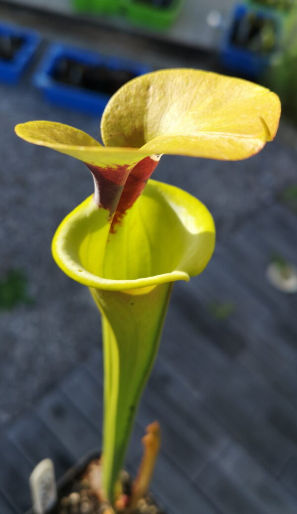 Il s'agit d'une plante carnivore de type Sarracenia flava var. rugelii -- Copper tinged in early growth. 1 plant discovered near Milton, Florida has a copper tint to the emerging growth (W). (F17,MK) (S.FR10, Plantes-Insolites), c'est une plante verte avec une tâche rouge qui possède un opercule bronze sur le dessus.