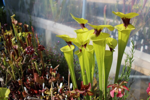 Il s'agit d'un plant de Sarracenia flava var. rugelii -- Giant robust clone. (F18,MK) (S.FR12, Plantes-Insolites), c'est une plante carnivore verte jaune avec une tâche rouge.