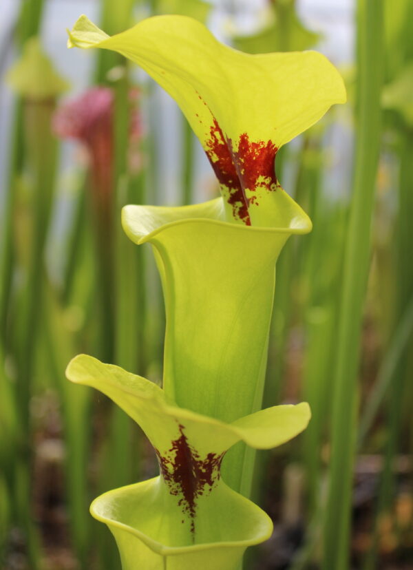 Sarracenia flava var. rugelii -- Giant robust clone. (F18,MK) (S.FR12, Plantes-Insolites)