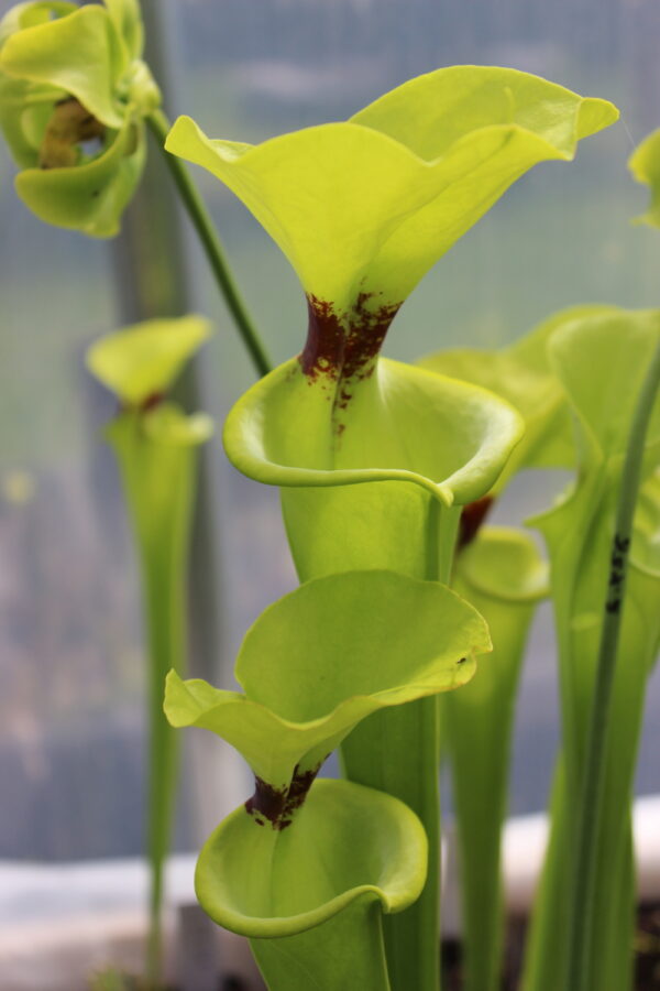 Il s'agit d'une photo de plante carnivore de type Sarracenia flava var. rugelii -- Gulf coast form, acquired from Potterton & Martin Nurseries. Nice plant with large, circular lids.(F103,MK) (S.FR02, Plantes-Insolites), c'est une plante verte avec une tâche rouge.